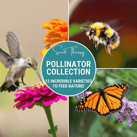 Pollinator Garden Seed Collection 12 Varieties