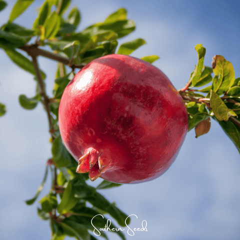 Pomegranate – 20 Seeds, additional product view 2