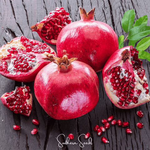 Pomegranate seeds package, 20 count, GrowTime Garden Supply