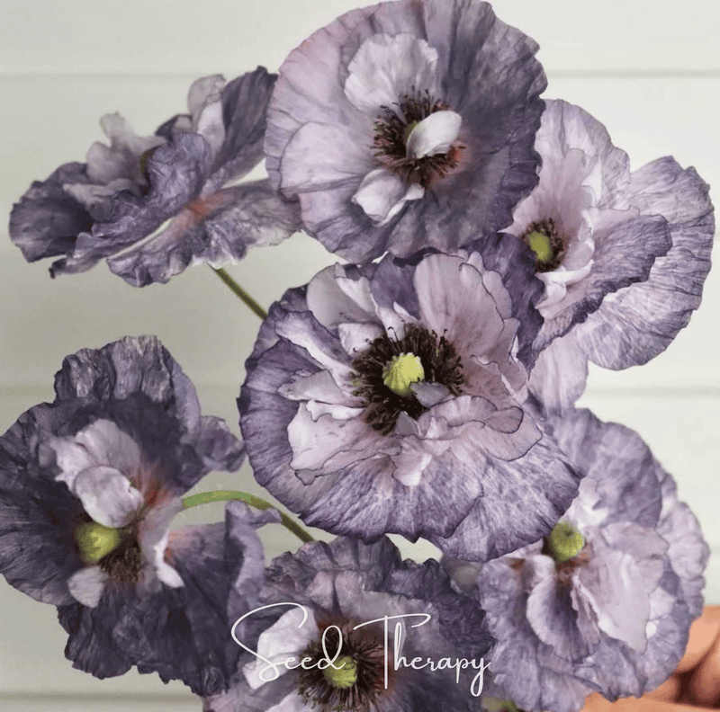 Load image into Gallery viewer, Amazing Grey Poppy – 25 Seeds
