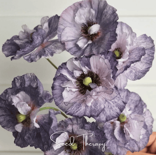 Amazing Grey Poppy – 25 Seeds