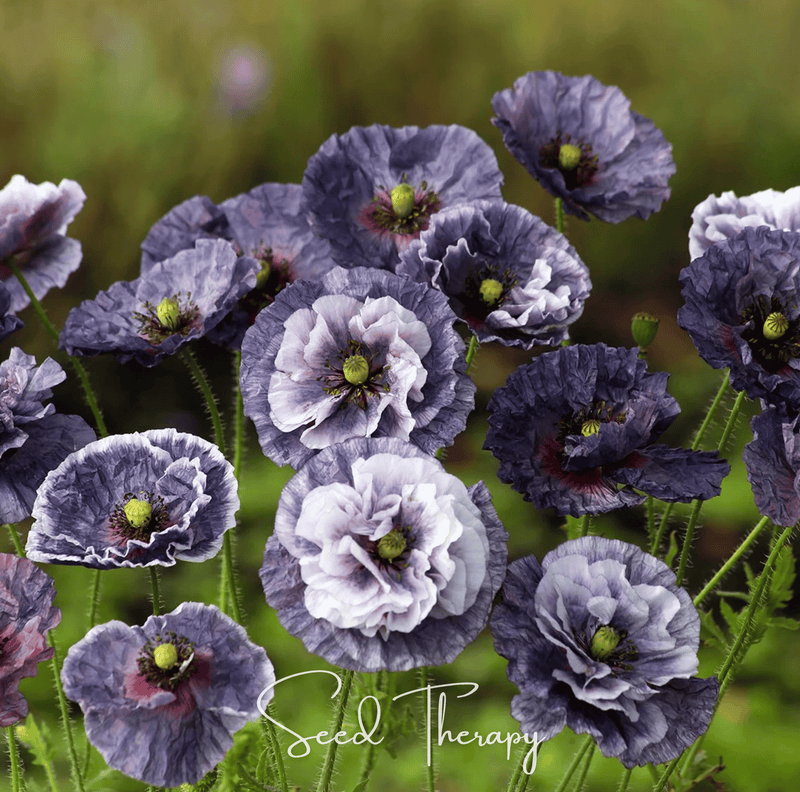Load image into Gallery viewer, Amazing Grey Poppy – 25 Seeds
