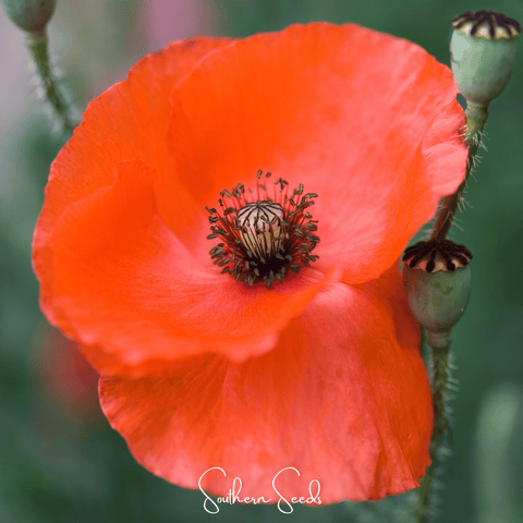 American Legion Poppy – 100 Seeds, additional product view 2