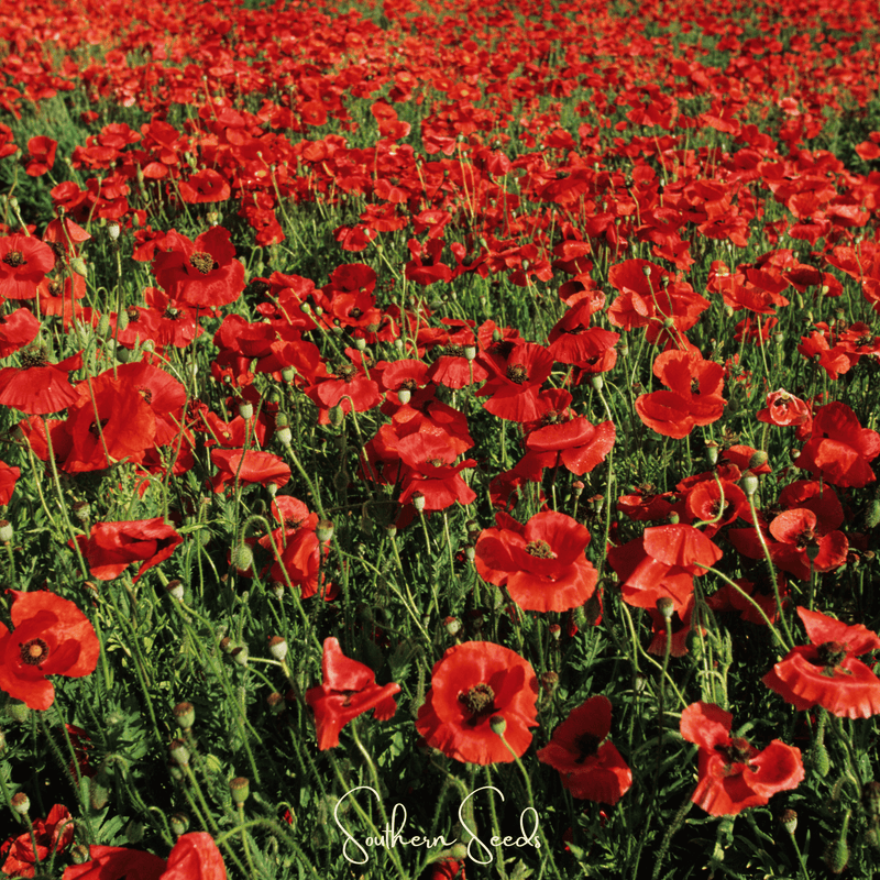Load image into Gallery viewer, American Legion Poppy – 100 Seeds
