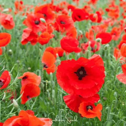 American Legion Poppy 100 Seeds