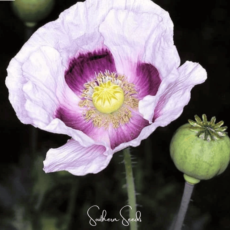 Load image into Gallery viewer, Blue Moon Poppy – 250 Seeds
