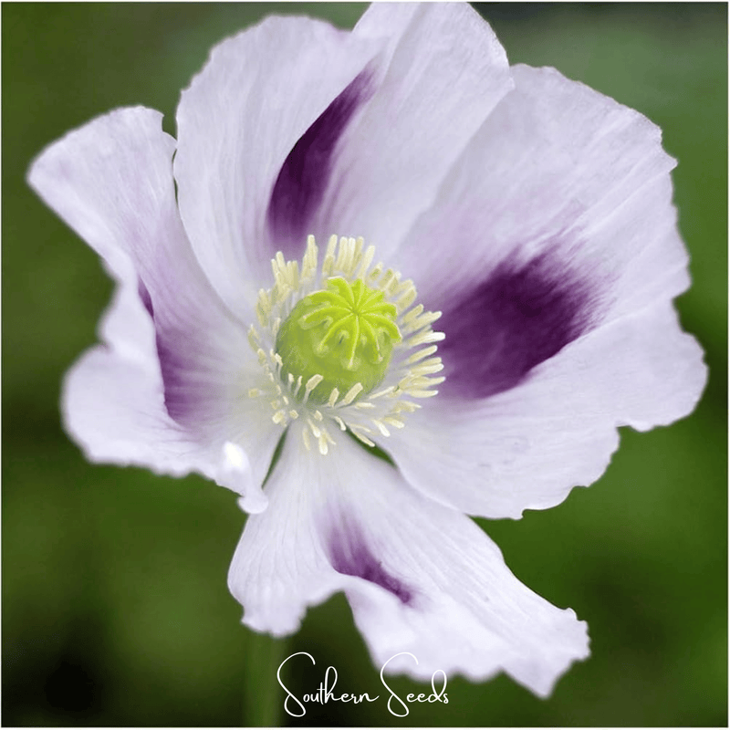 Load image into Gallery viewer, Blue Moon Poppy – 250 Seeds

