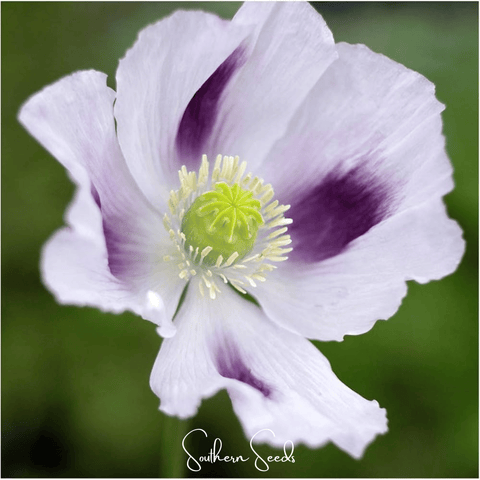 Blue Moon Poppy 250 Seeds