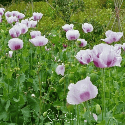 Blue Moon Poppy – 250 Seeds, additional product view 2