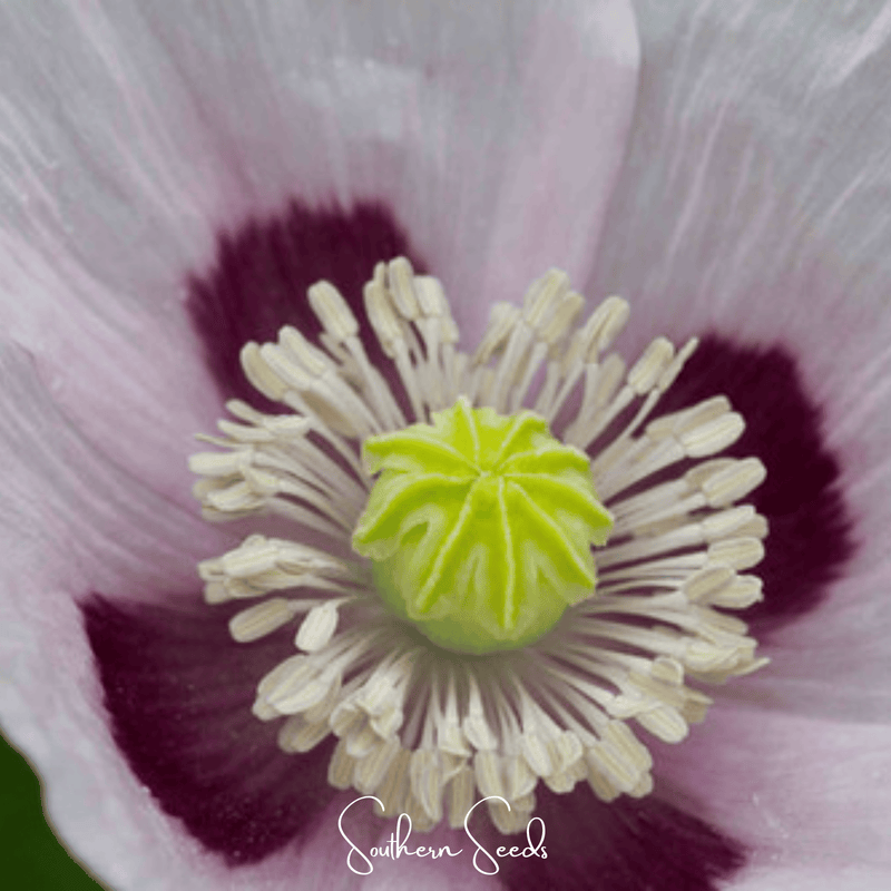Load image into Gallery viewer, Blue Moon Poppy – 250 Seeds

