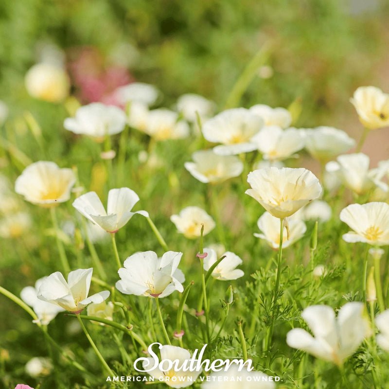 Load image into Gallery viewer, Ivory Castle California Poppy – 50 Seeds
