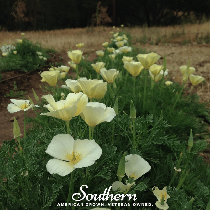 Load image into Gallery viewer, Ivory Castle California Poppy – 50 Seeds
