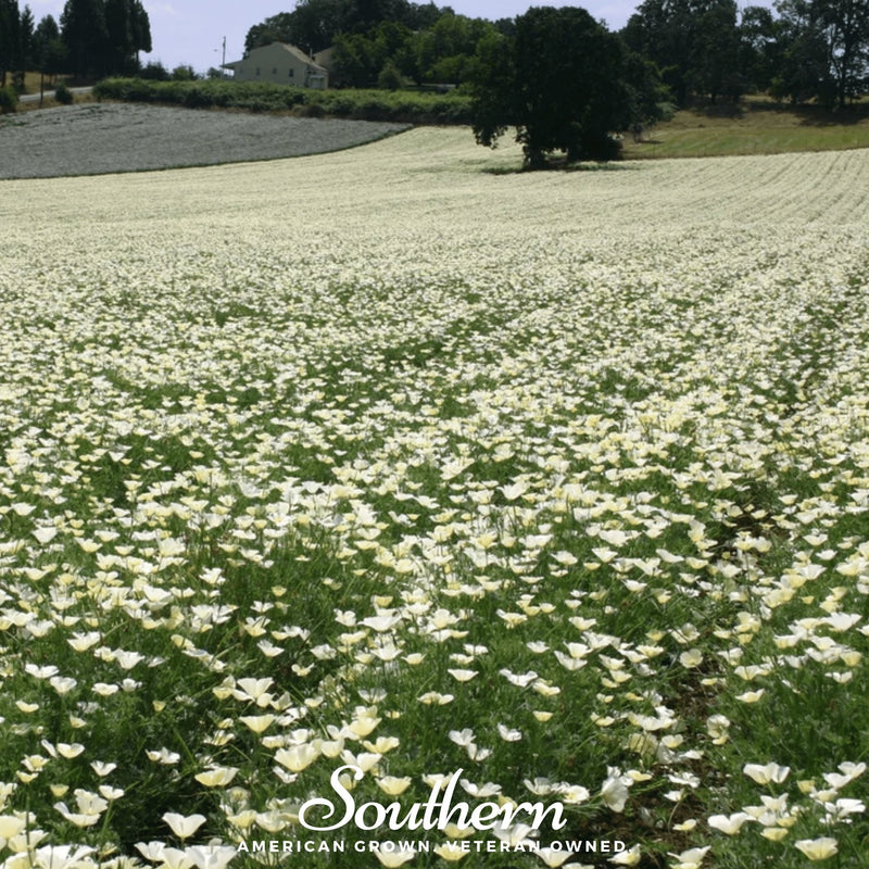 Load image into Gallery viewer, Ivory Castle California Poppy – 50 Seeds

