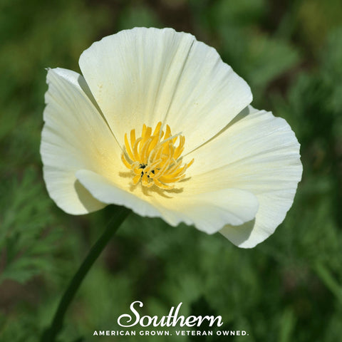 Ivory Castle California Poppy 50 Seeds