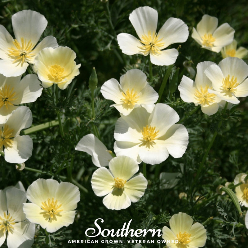 Load image into Gallery viewer, Ivory Castle California Poppy – 50 Seeds
