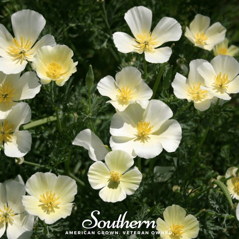 Ivory Castle California Poppy – 50 Seeds, additional product view 2