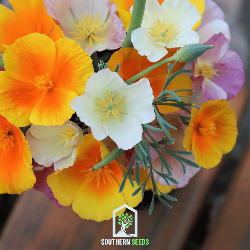 Load image into Gallery viewer, California Poppy Mix – 200 Seeds
