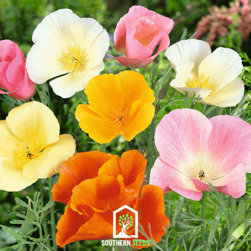 Load image into Gallery viewer, California Poppy Mix – 200 Seeds
