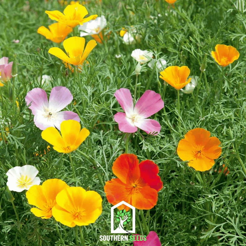 Load image into Gallery viewer, California Poppy Mix – 200 Seeds
