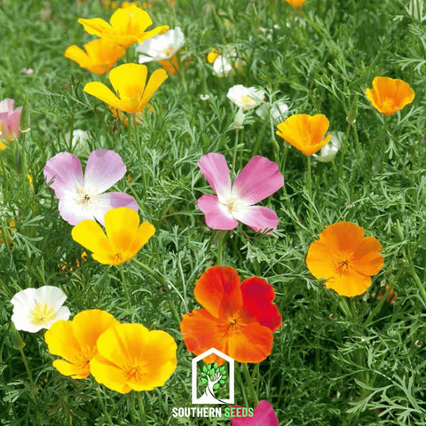 California Poppy Mix – 200 Seeds, additional product view 2