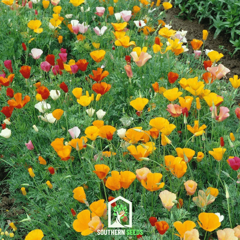 California Poppy Mix 200 Seeds