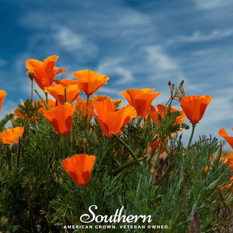 Orange California Poppy 200 Seeds