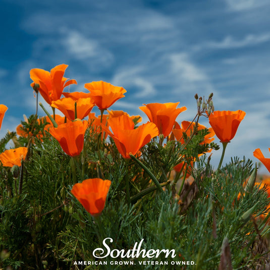 Orange California Poppy – 200 Seeds