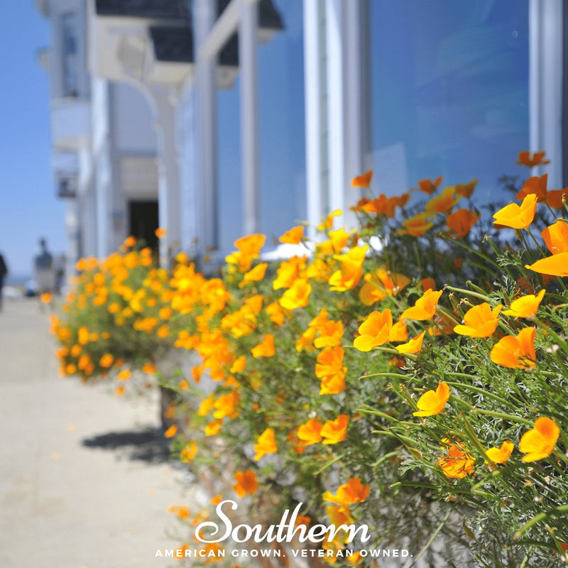 Load image into Gallery viewer, Orange California Poppy – 200 Seeds
