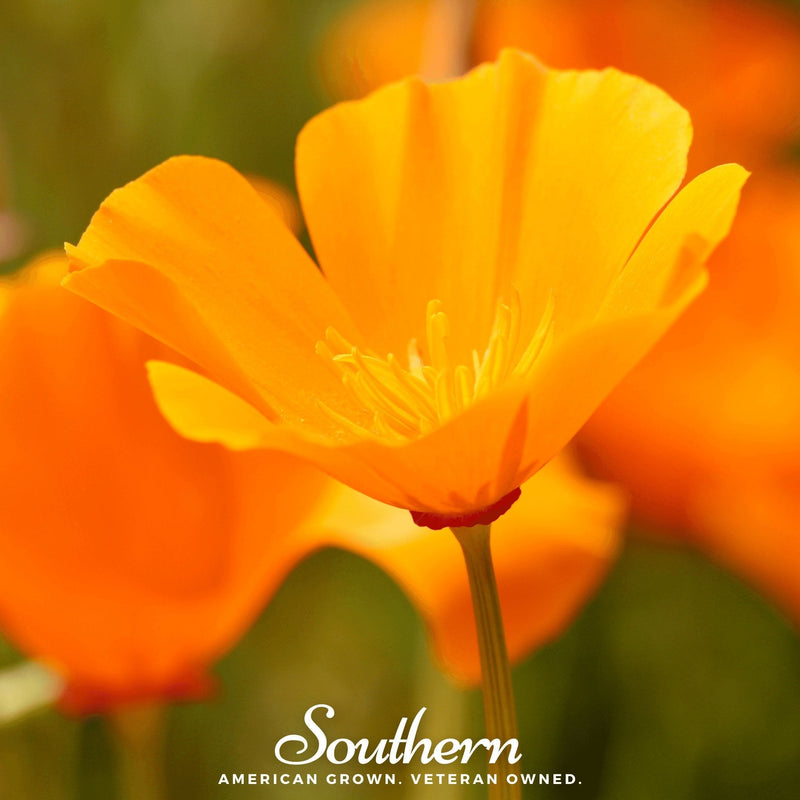 Load image into Gallery viewer, Orange California Poppy – 200 Seeds
