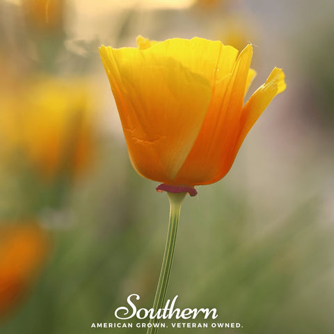 Orange California Poppy – 200 Seeds, additional product view 2
