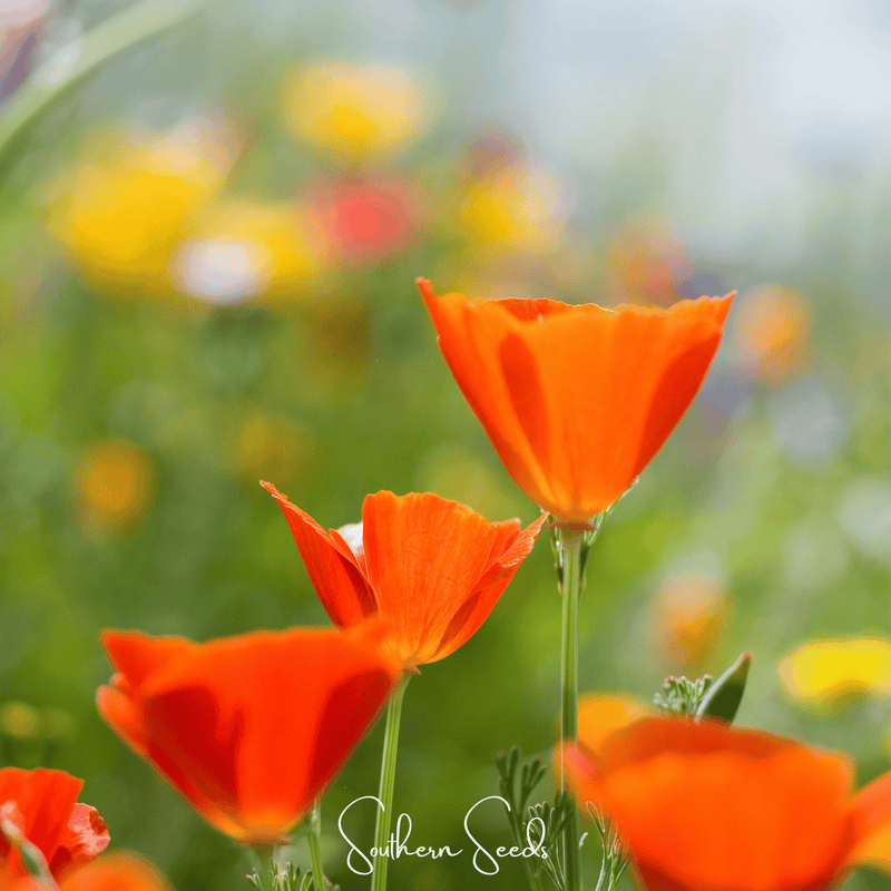 Load image into Gallery viewer, Red Chief California Poppy – 200 Seeds
