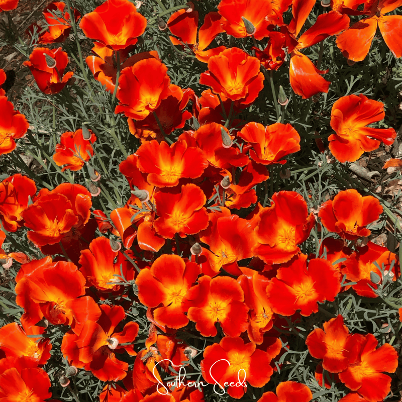Load image into Gallery viewer, Red Chief California Poppy – 200 Seeds

