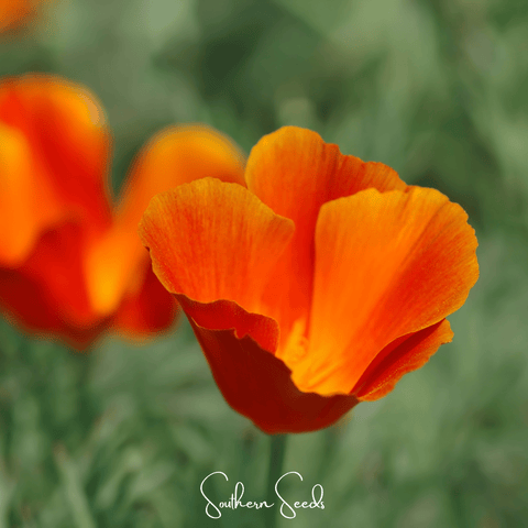 Red Chief California Poppy – 200 Seeds, additional product view 2