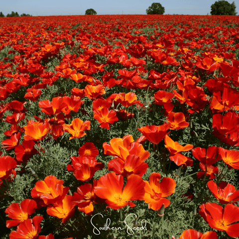 Red Chief California Poppy 200 Seeds