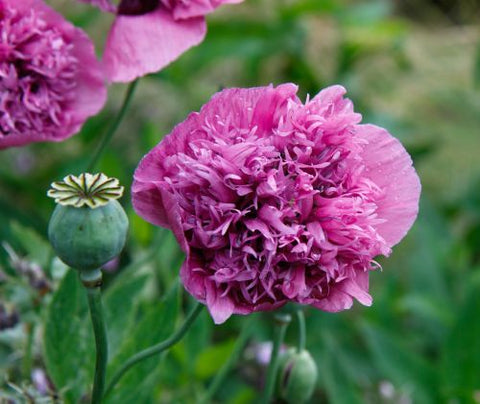 Heirloom Organic Violetta Blush Peony Poppy seeds package, GrowTime Garden Supply