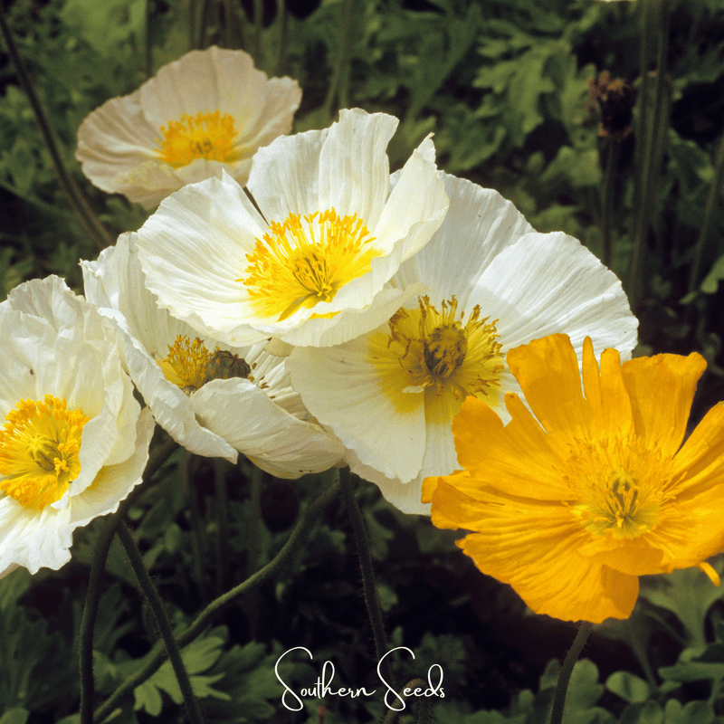 Load image into Gallery viewer, Iceland Poppy – 250 Seeds
