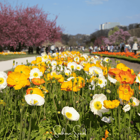 Iceland Poppy – 250 Seeds, additional product view 2