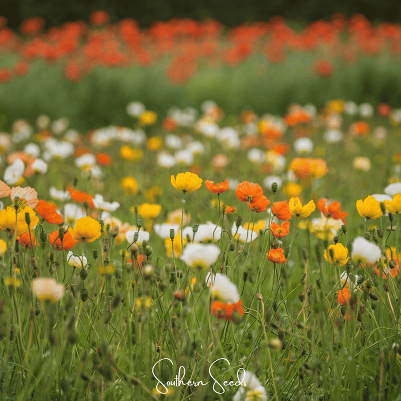 Load image into Gallery viewer, Iceland Poppy – 250 Seeds

