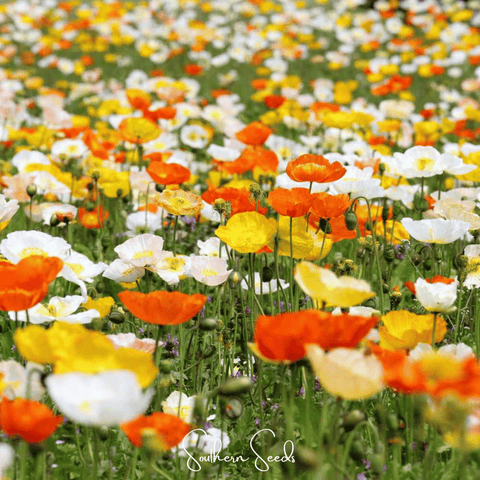 Iceland Poppy 250 Seeds