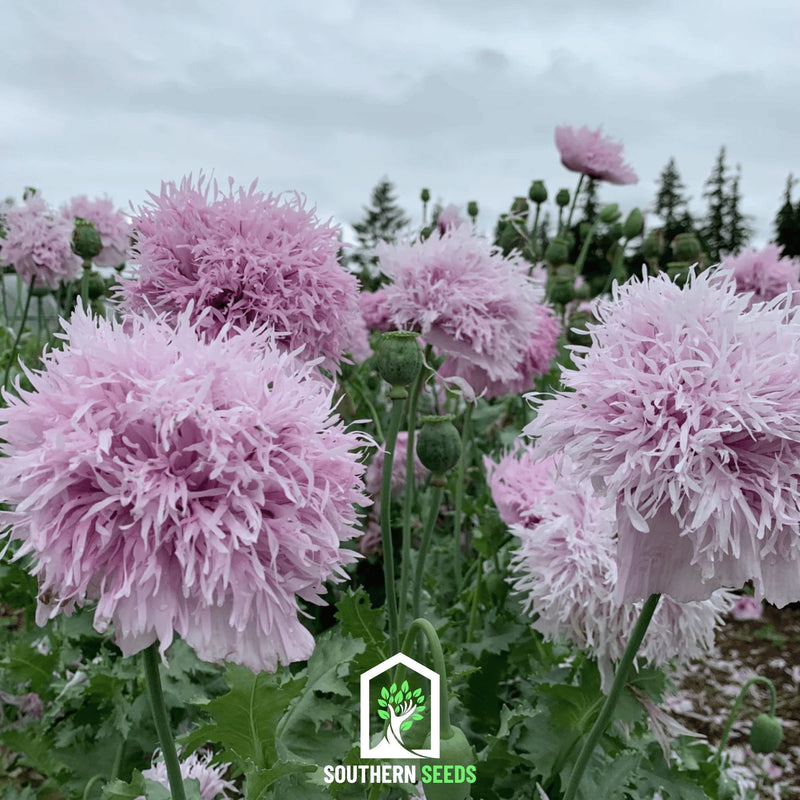 Load image into Gallery viewer, Lilac Pompon Poppy – 100 Seeds
