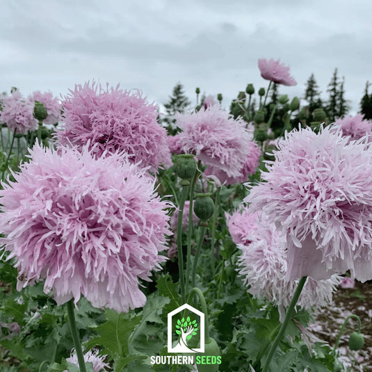 Lilac Pompon Poppy – 100 Seeds