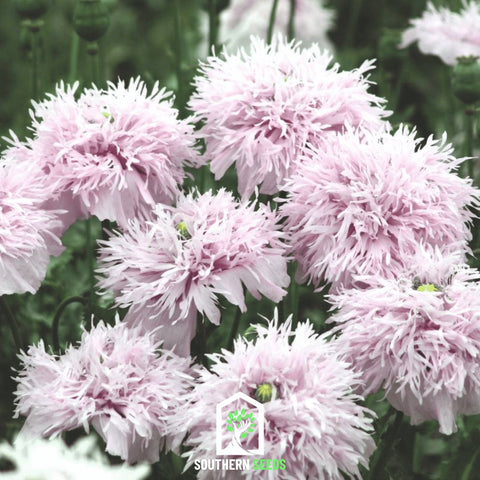 Lilac Pompon Poppy – 100 Seeds, additional product view 2