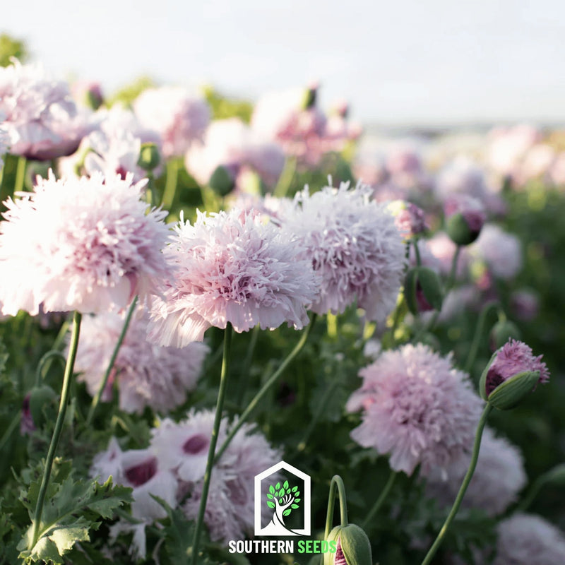 Load image into Gallery viewer, Lilac Pompon Poppy – 100 Seeds
