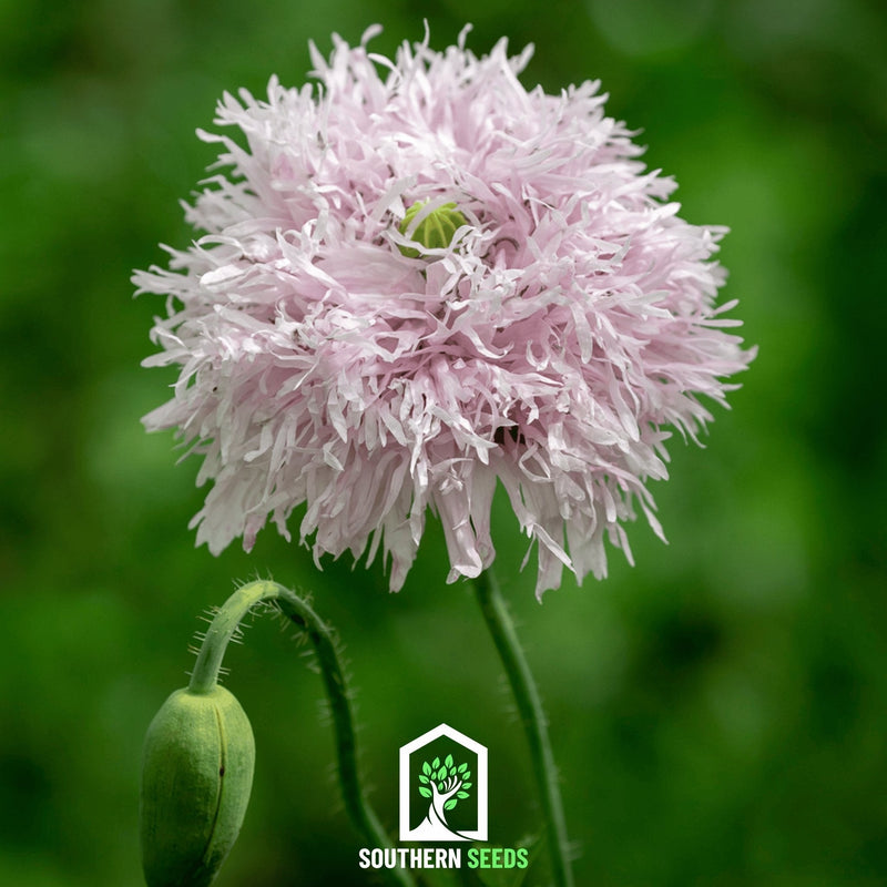 Load image into Gallery viewer, Lilac Pompon Poppy – 100 Seeds
