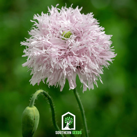 Lilac Pompon Poppy 100 Seeds