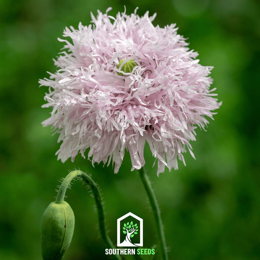 Lilac Pompon Poppy – 100 Seeds