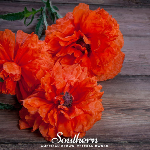 Red Poppy 100 Seeds