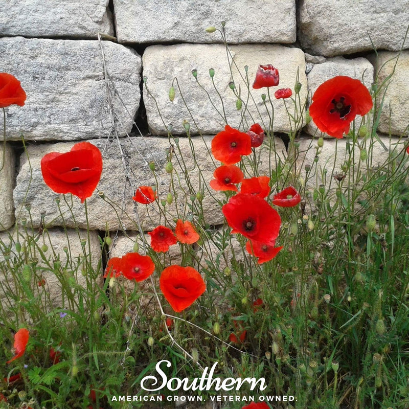 Load image into Gallery viewer, Red Poppy – 100 Seeds
