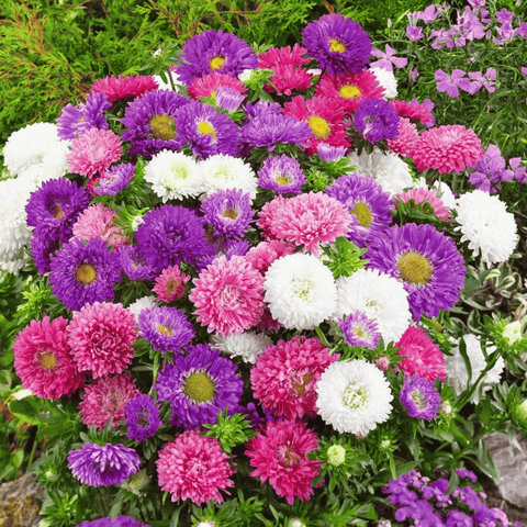 Powder Puff Aster 50 Seeds