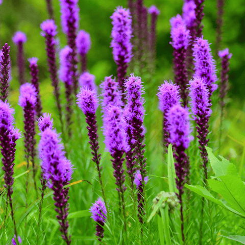 Prairie Blazing Star – 50 Seeds, additional product view 2